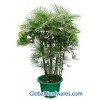 Rhapis multifida