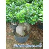Ficus Bonsai6