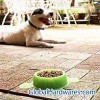 sell Pet Food Tray