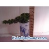 Ficus Bonsai3