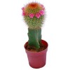 Echinopsis
