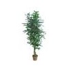 offer ficus tree