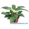 Philodendron Congo