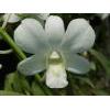 White Dendrobium Orchid From Thailand
