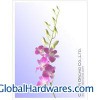We Sell Best Orchid Fresh Cut Flower In Lowest Price