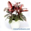 Sell Ficus Elastica Cv 'Ruby'
