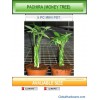 Sell Pachira (Money Tree) Finished Plant