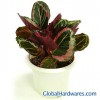 Sell Calathea Princess