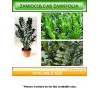 Sell Zamioculcas Zamiifolia (Golden Tree)