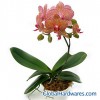 Sell Phalaenopsis 'Brother and Sister'