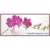 Sell Dendrobium Miss Singapore Orchids