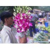 Sell Orchids
