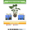 Sell Alocasia Cucullata (Taiwanese Taro)