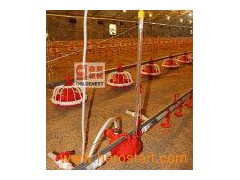 Poultry Automatic Water System图1