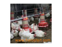 Poultry Feeding System for Poultry Equipment图1