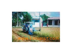 Combine Harvester Working in Vietnam图1