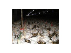 Automatice Feeding Equipment图1