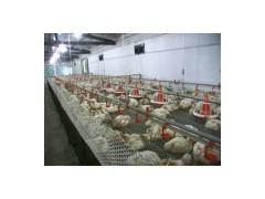 Chicken Breeding System图1