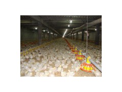 Automatic Feed System for Chicken Farm图1