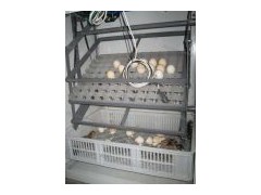 Egg Incubator (RD176)图1