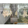 poultry slaughtering machine