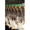 quail slaughter line,quail slaughterhouse machine