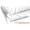 Swallow spikes for swallow control in 4 row spikes cover 15c