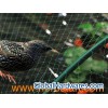 Anti-Bird Netting