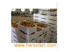 EPS Machine EPS Fruit Box图1