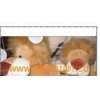 Plush Toys - Lion