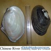 Sell Chinese River Shells of raw materials