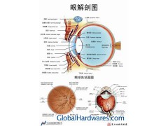 MF0212 3D Ophthalmonony anatomical chart图1