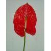Tropical Anthurium `