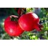 100% Pomegranate Juice -6