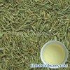 Organic Green Tea Jinshan Green Sword