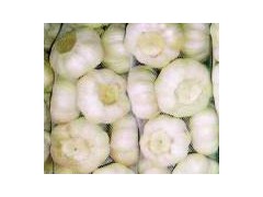 Fresh Garlic图1