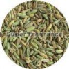 Chinese Fennel seed
