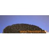 Farmed caviar (Hybrid Sturgeon:DAU*SCH)