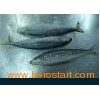 Low Price Frozen blue scad