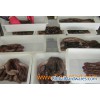 clean vulgaris octopus