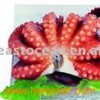 Frozen Octopus Slice For Sushi