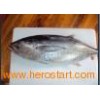 frozen whole roundyellowfin tuna