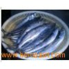 Spanish Mackerel