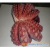 Octopus Vulgaris