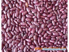 Dark Red Kidney Beans-H.P.S 01图1