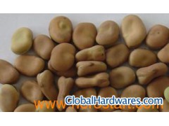 Broad beans 02图1