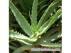 Aloe Vera extract图1