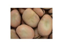 Broad and Kidney Beans图1