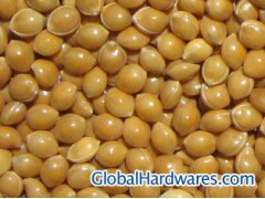 Yellow Broomcorn Millet图1