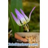live plants root -Erythronium